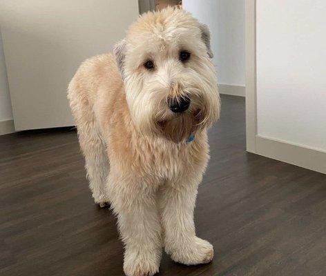 What a Wheaten face should look like