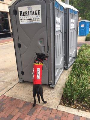 Ringo, getting a potty break. Good boy!!