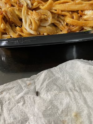 Small bug cooked in lo mein