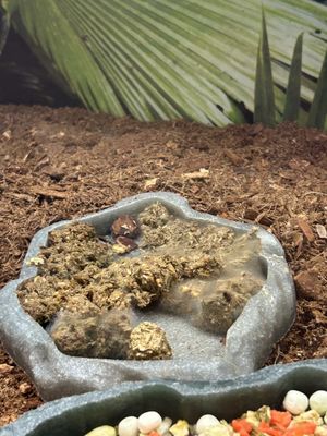 moldy food dish in tortoise enclosure, 2 tortoises