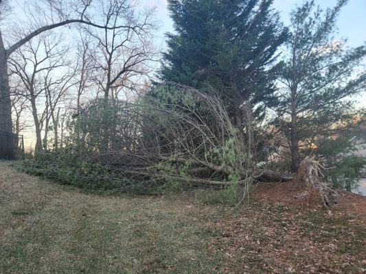 Pine tree down after wind storm