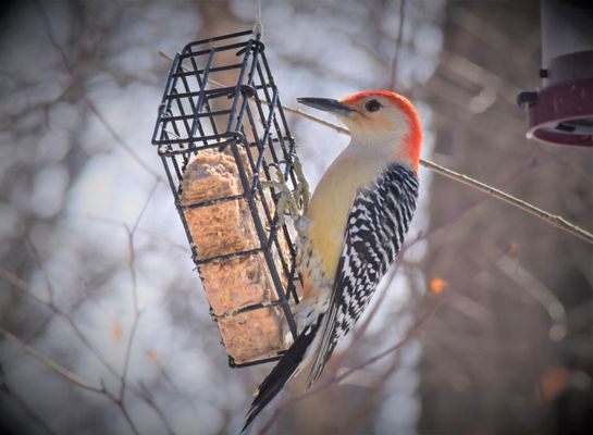 Red-bellied Woodpecker at suet feeder