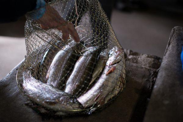 Cascade is filled with Trout & Bass