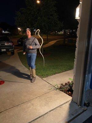 Western Coachwhip snake removed from a customer's garage in Round Rock, TX.