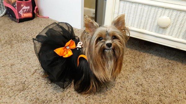 Past Yorkie puppy girl