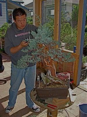 Peter Tea Bonsai