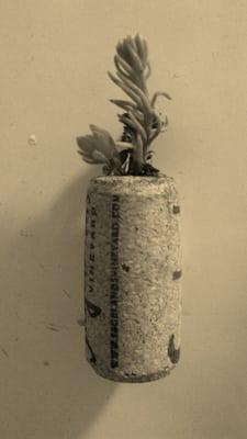 Cork succulent