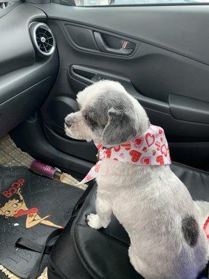 Blue got his Valentine's Day cut !!!