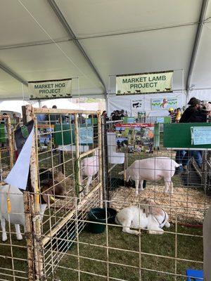 6/4/22 - 4H Livestock Fair