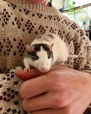 This is Pj, one of our adoptable rats. He was given to us after a local pet store was unable to sell him due to a hernia on his abdomen.