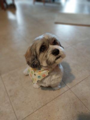 Lucky is an 8yr old Lhasa rescue. This was his first time at Doggie Do's . He didn't want to leave!