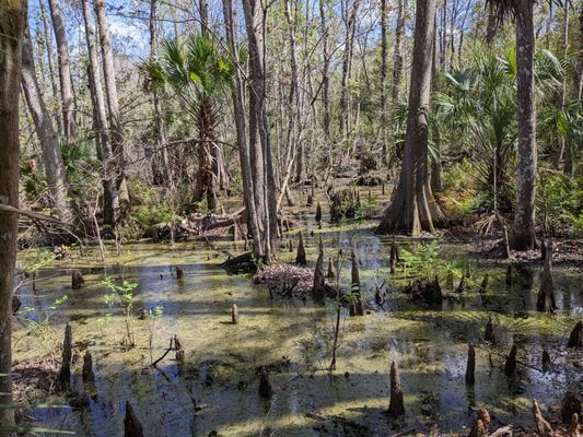 Little Big Econ State Forest