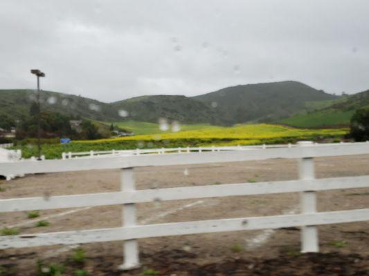 Winter rains green the hills, and give rise to mustard plants.