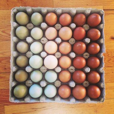 Free-range Eggs - brown, blue and mixed. $6.