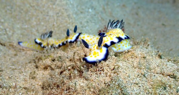 imperial nudibranch