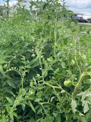 Fresh garden with local produce