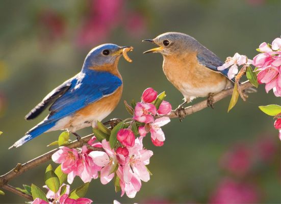 Wild Bird Center