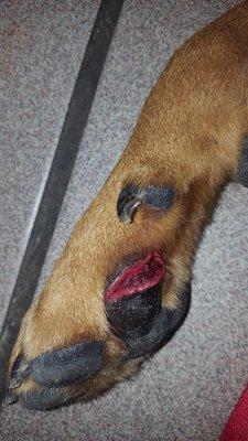 Clearer photo of her injury at the vet's office