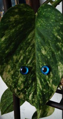 Magnetic Plant Eyes