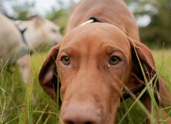 Our pet clients having fun of the leash park