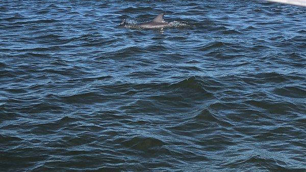 Dolphin on our tour- one of the many