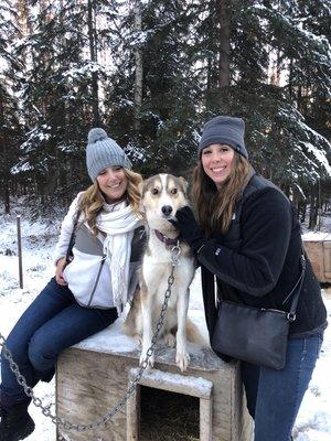 Get up and personal with our special sled dogs