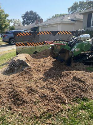 Grinding out a big stump