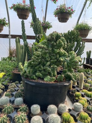 Cactus !