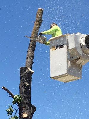 A & A Tree Service