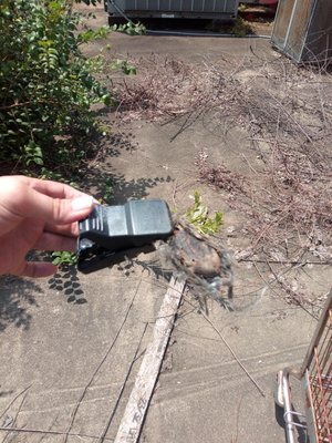 Caught a field mouse with a snap trap in one of my commercial account