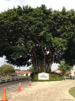 TREE TRIMMING