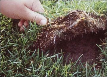 Professional Sod Installation