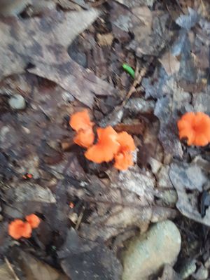 Don't step on the orange fungi