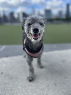 Lulu the poodle