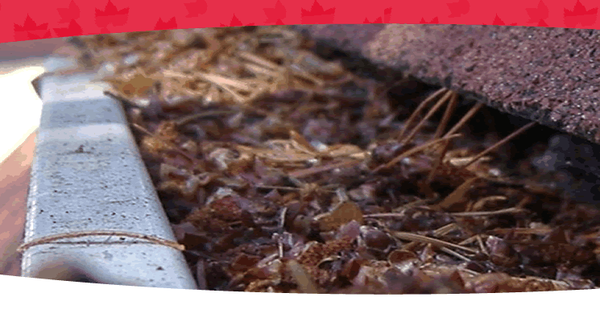 Don't let your gutter look like this ever again!