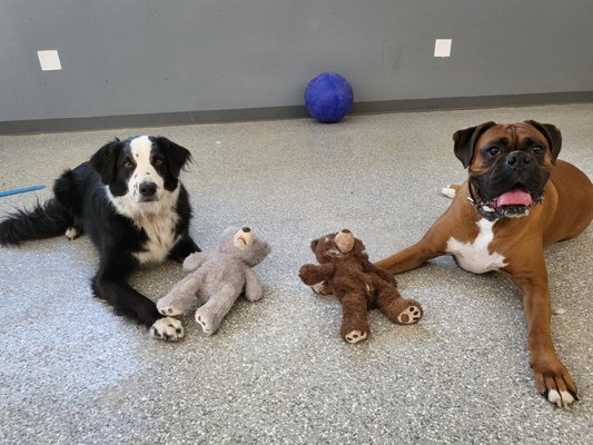 Best Friend Forever K9 Training