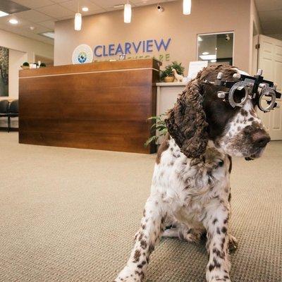 Buster the office dog!