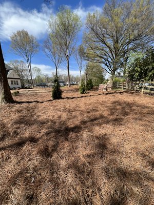 Pine Needles & Planting