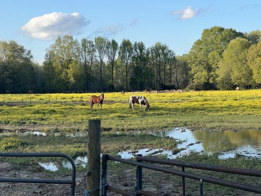 Oak View Stables