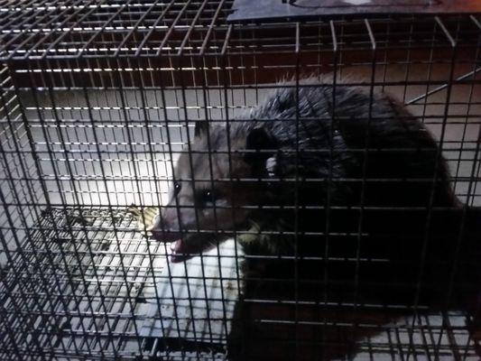 Caught this opossum in one night. Brett is not just a bug bouncer, he does little critters too... including skunks!