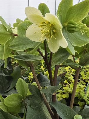 Helleborus