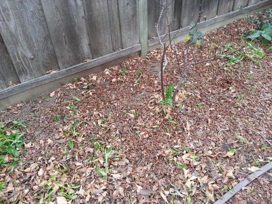 Leaves against the fence.