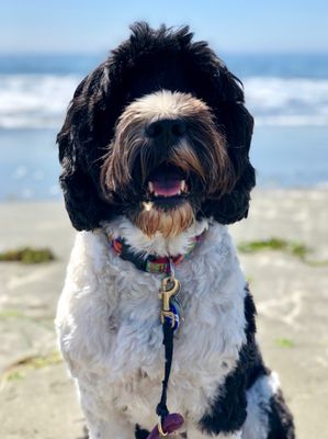 Mabou at beach hike
 SMILING