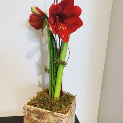 Flowering double-stem Amaryllis bulb