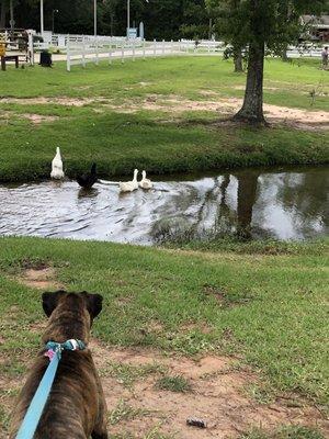 Ducks on a pond and my dog wanting to go swim with them.