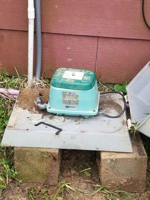 Old doghouse on blocks and covered in ants