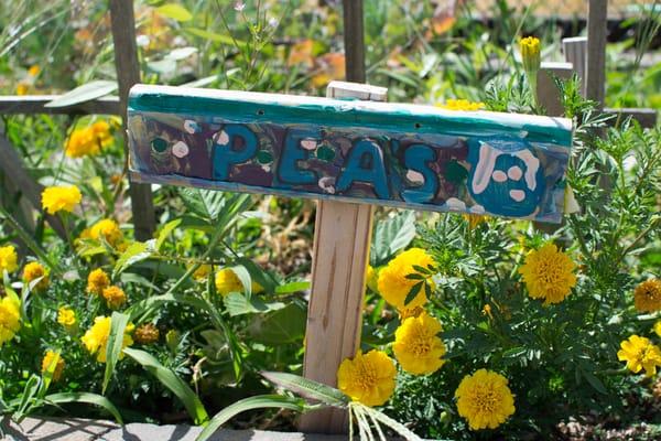 peas in the mini learning garden