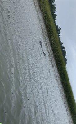 Dolphins swimming around us!