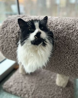 Cheeto the cat in his cat tree!