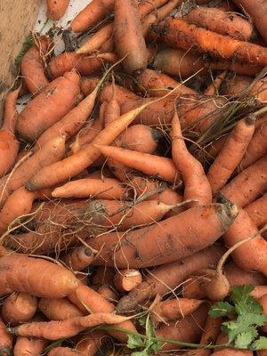 Later seasonal carrots